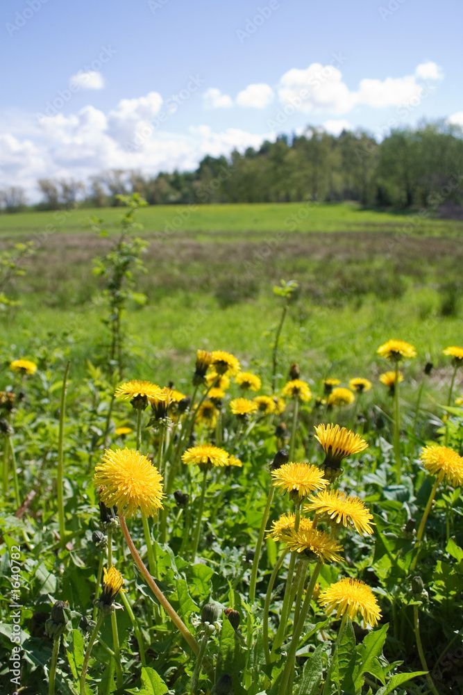 summer landscape summer landscape