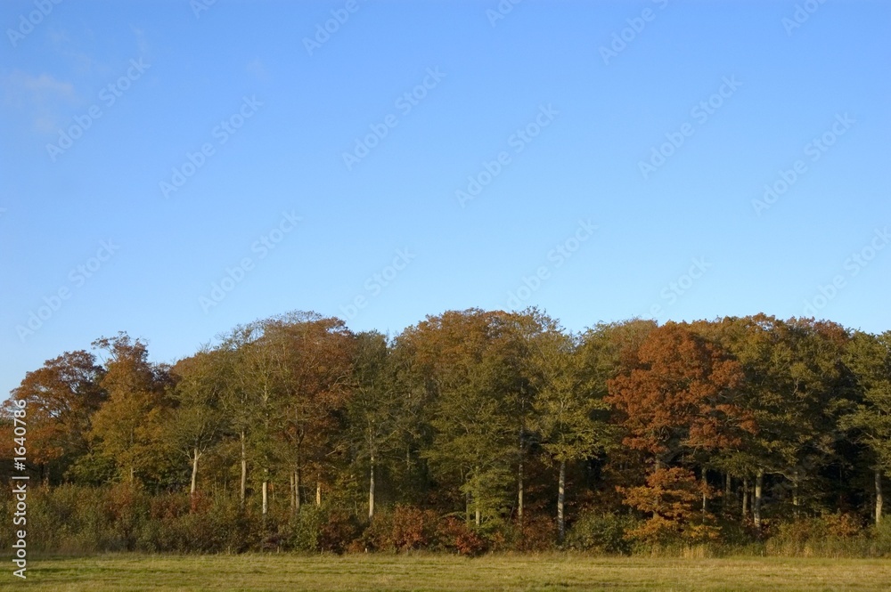 autumn forest with blue sky