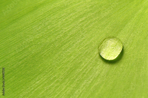 feuille et goutte d'eau photo