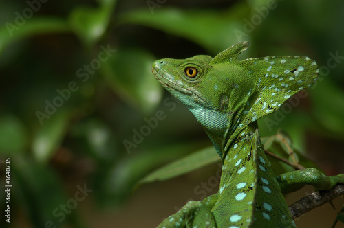 green basilisk