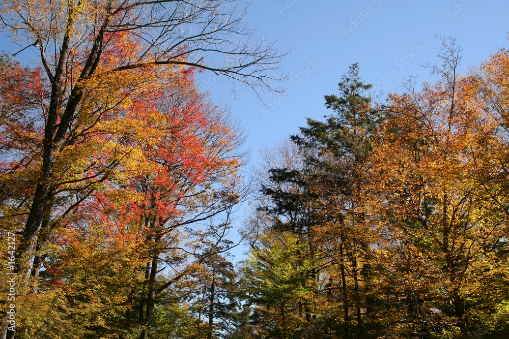 autumn foliage in the forest