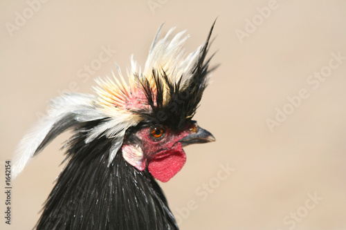 rooster