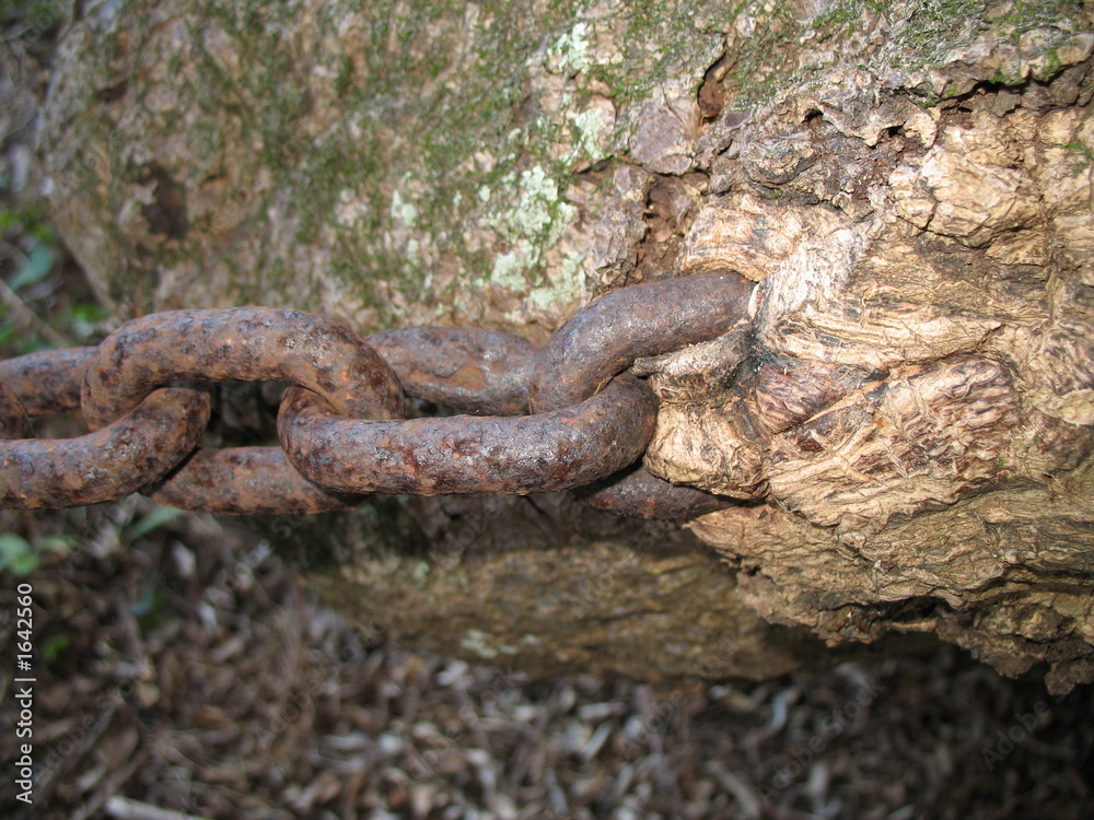 chaine métal mangée par un arbre