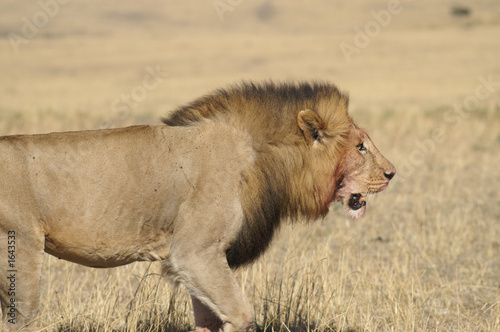 african lion