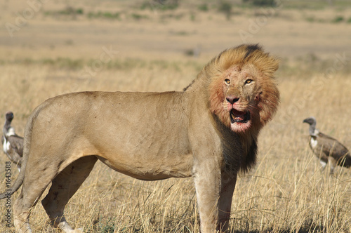 male lion