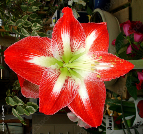 flower