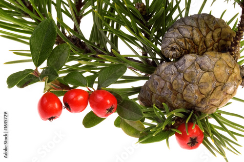 isolated pine branch with cones and berries