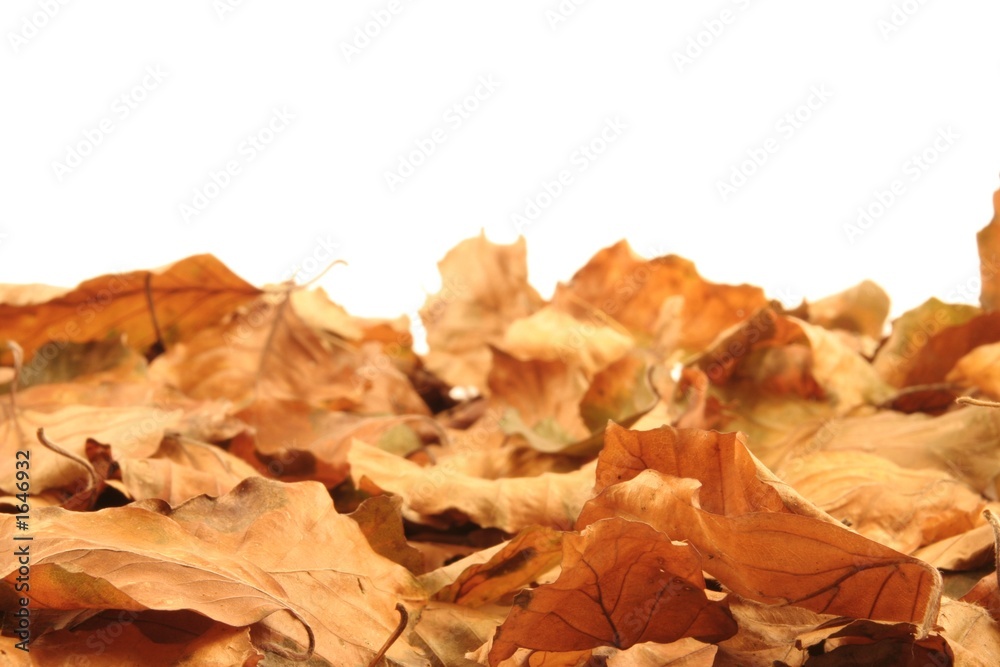 autumn leaves autumn leaves