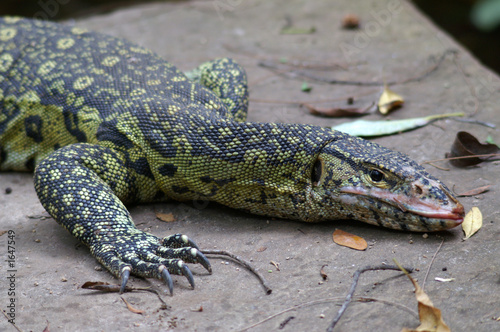 nile monitor
