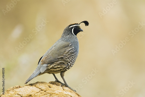 Photo gambel's quail