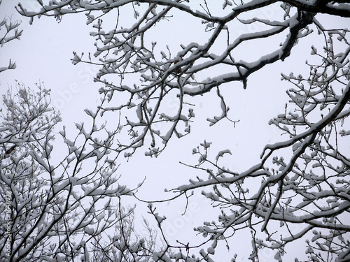 winter 1 photo