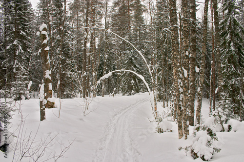winter forest. arc