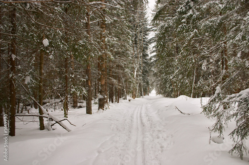 winter forest. piste