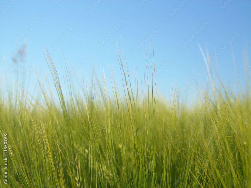 grüne landschaft grüne landschaft