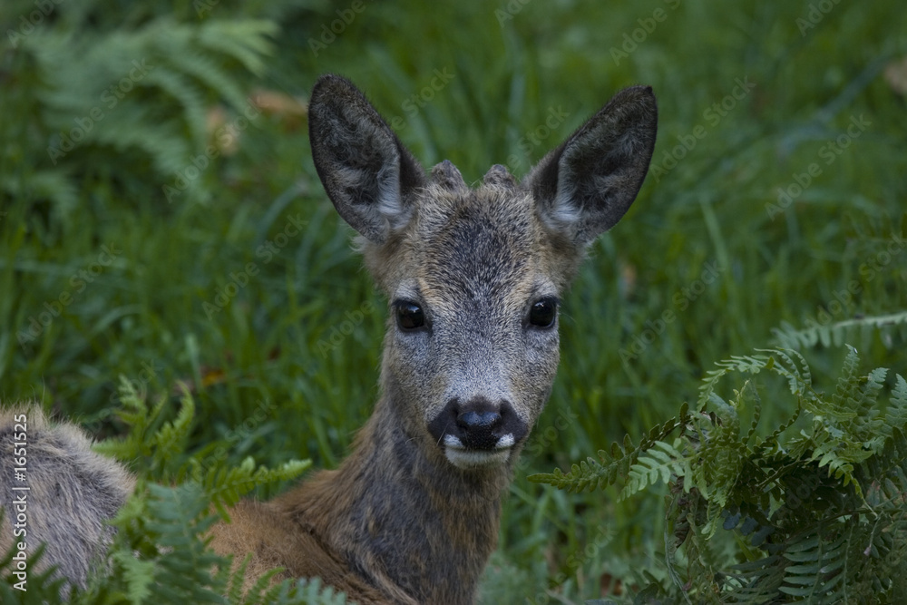 roe deer