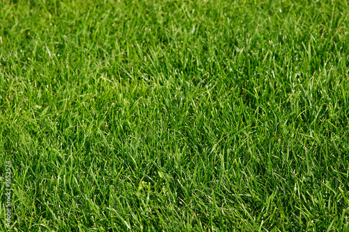 green grass - landscape © CJPhoto
