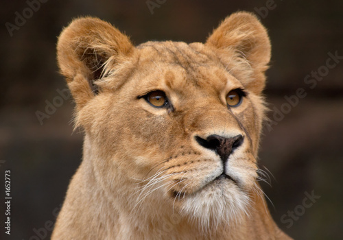 Fototapeta Naklejka Na Ścianę i Meble -  portrait of a female lion