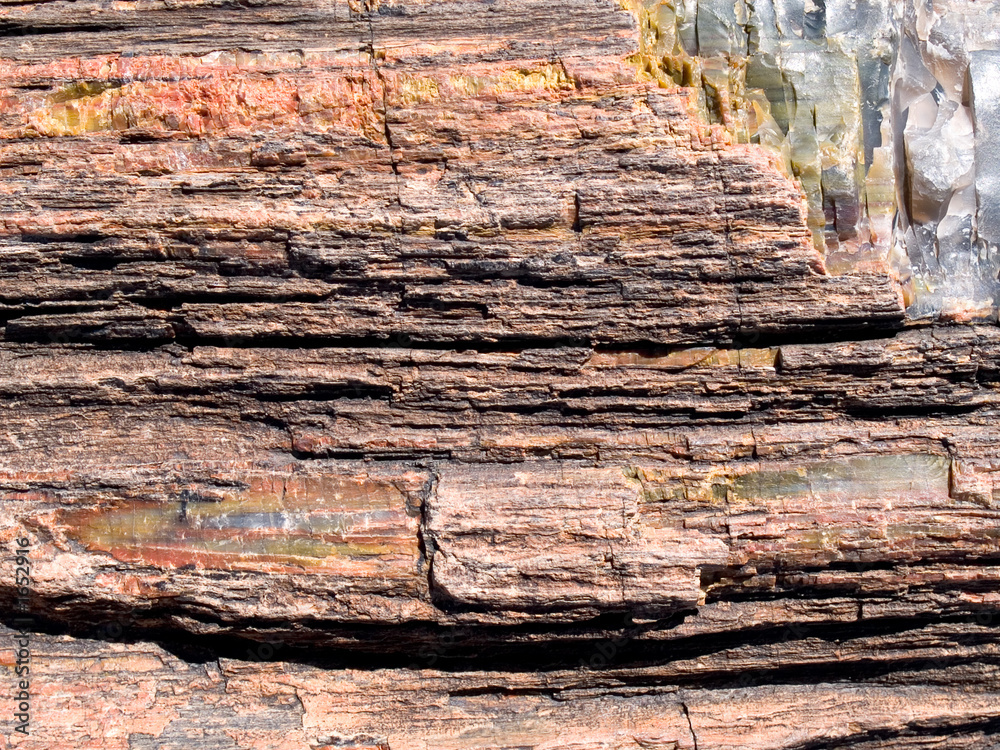 petrified wood texture