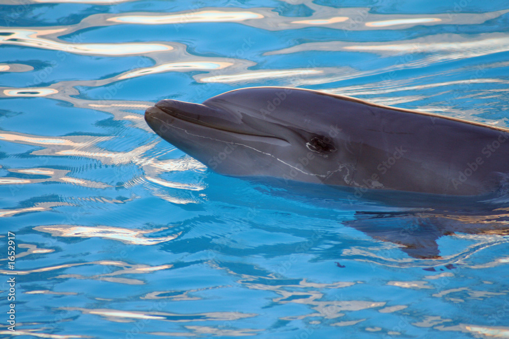 Naklejka premium dolphin smiling