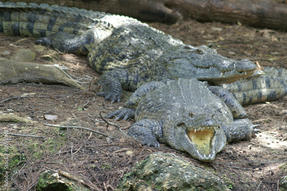 nile crocodile nile crocodile