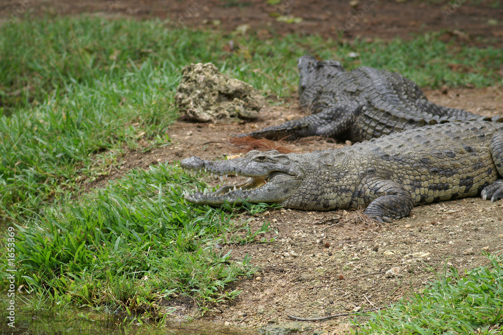 nile crocodile nile crocodile