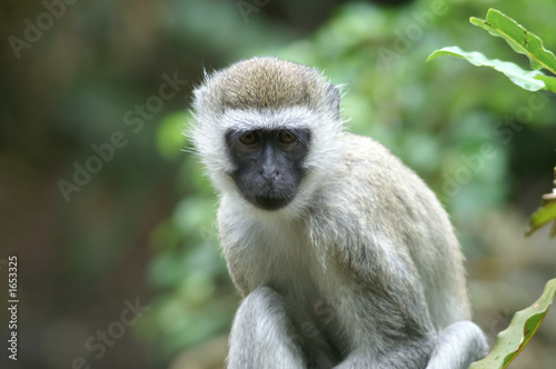 vervet monkey