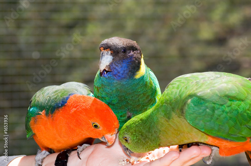 hand feeding parrots