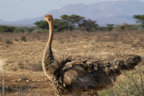 ostrich