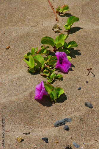 flowers in the sand