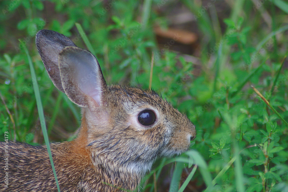 Fototapeta premium rabbit