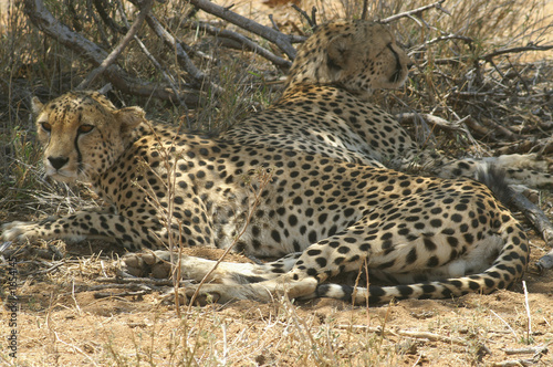 two young male cheetah's