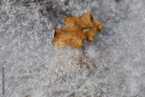 leaf on ice