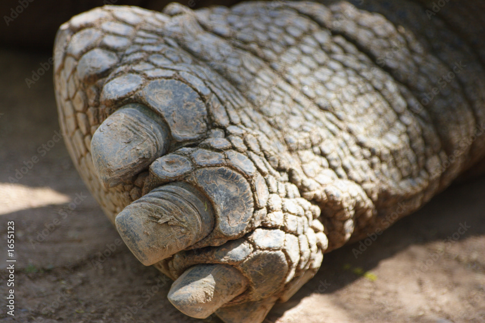 Obraz premium giant tortoises foot
