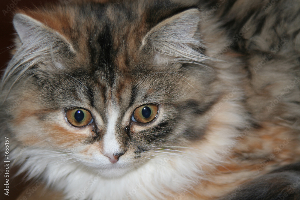 cat cat