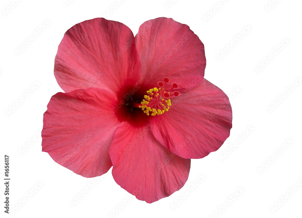 hibiskus bloom hibiskus bloom