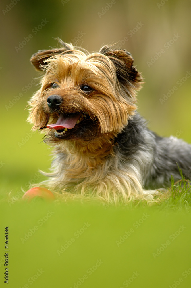 yorkshire terrier