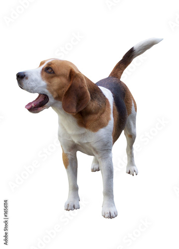 beagle