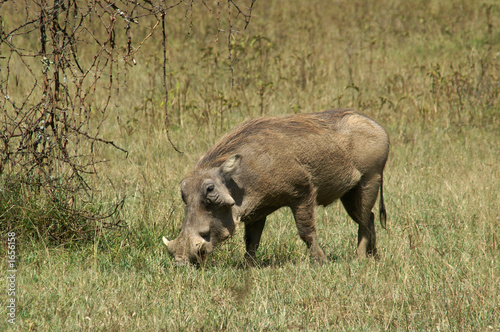 warthog