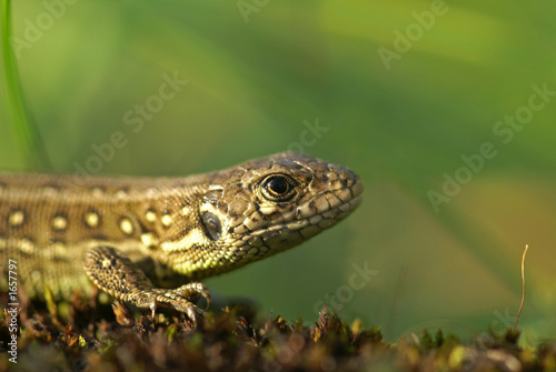 lézard