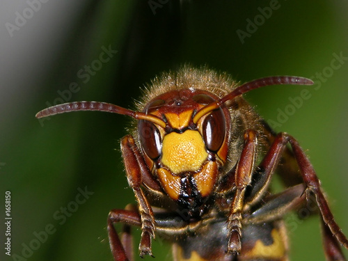 wasp head photo