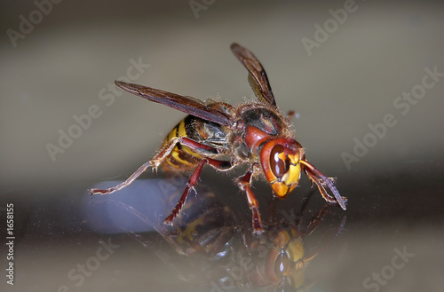 wasp