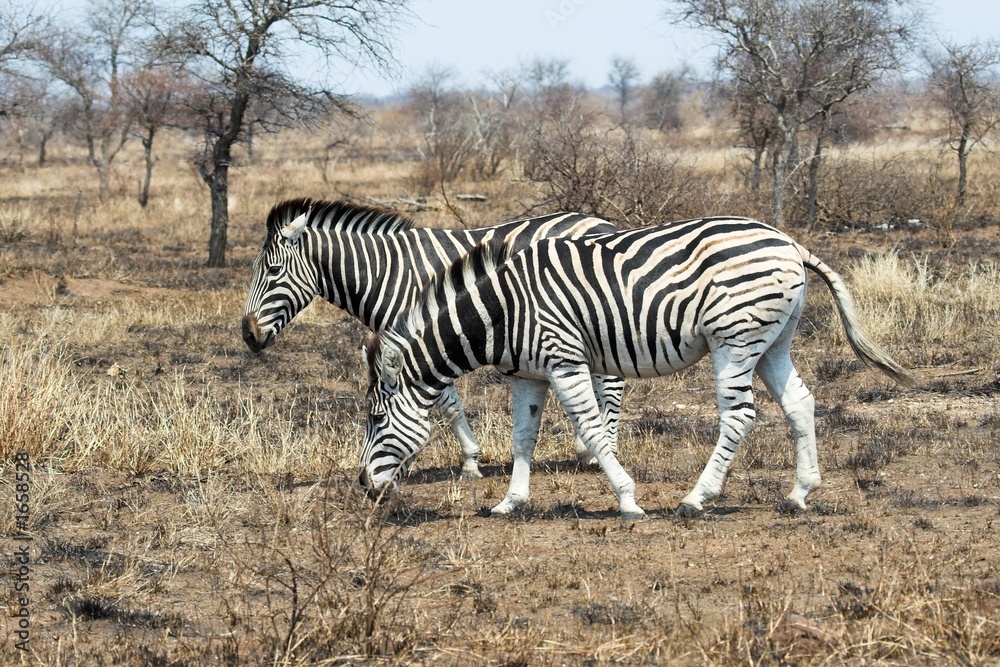 zebra feeding