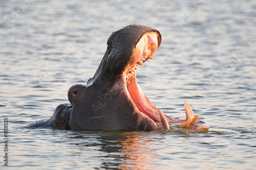 hippo yawn