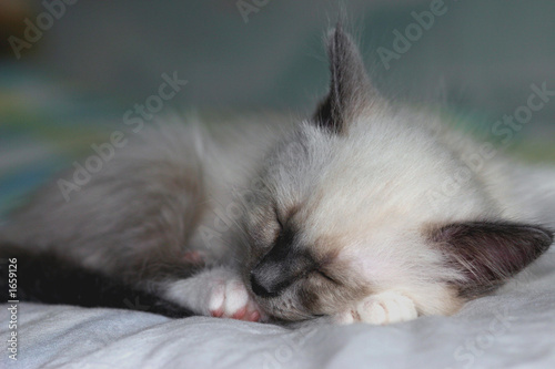 chaton endormi