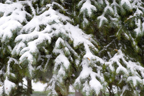 pine & snow © Sergey Minaev