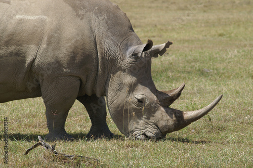 white rhino in nakuru
