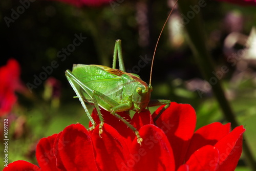 grasshopper on a red flower