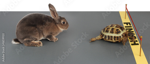Obraz na plátne tortoise-hare