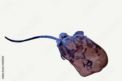 ocean holdfast on a flat rock photo