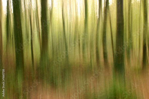abstract forestry blurred background